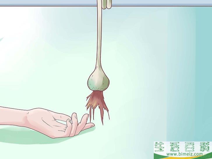 怎么种植大蒜