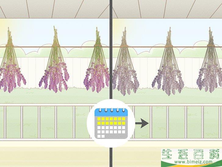 怎么种植薰衣草