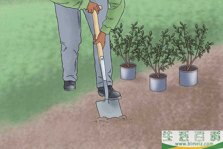 怎么种蓝莓
