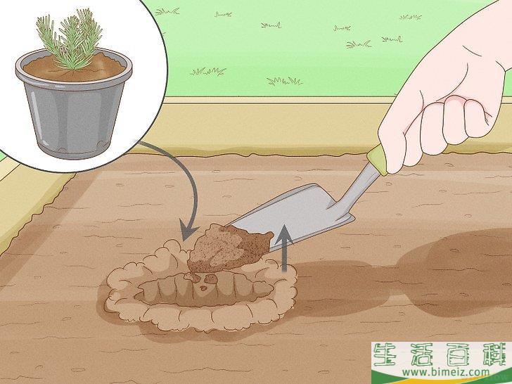 怎么种植薰衣草