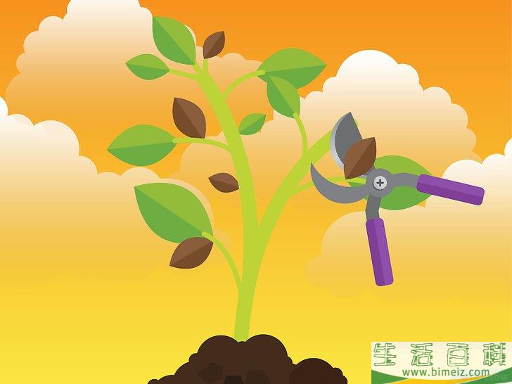怎么除去室内植物上的霉菌