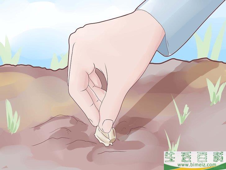 怎么种植大蒜