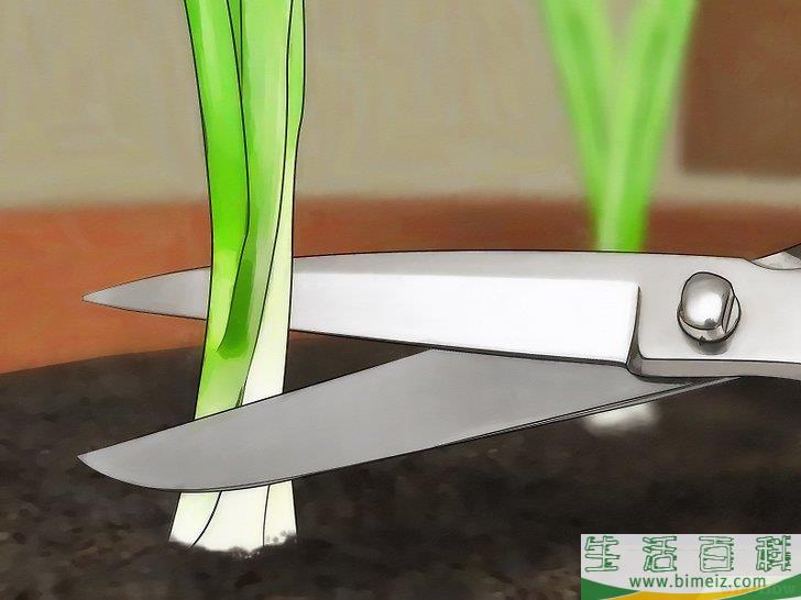 怎么种植大葱