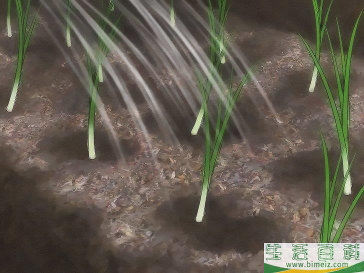 怎么种植大葱