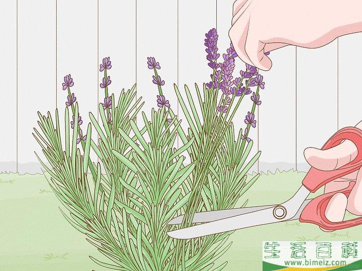 怎么种植薰衣草
