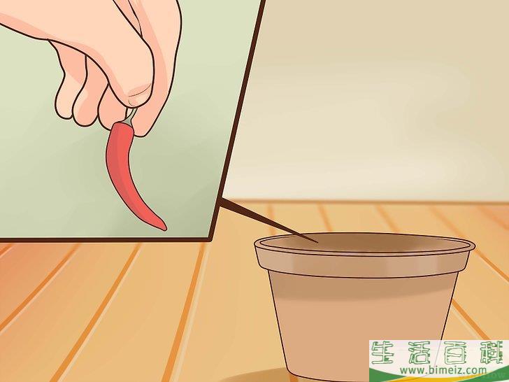 怎么种辣椒