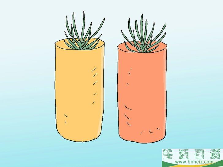 怎么培育松树