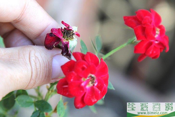 怎么照顾鲜花