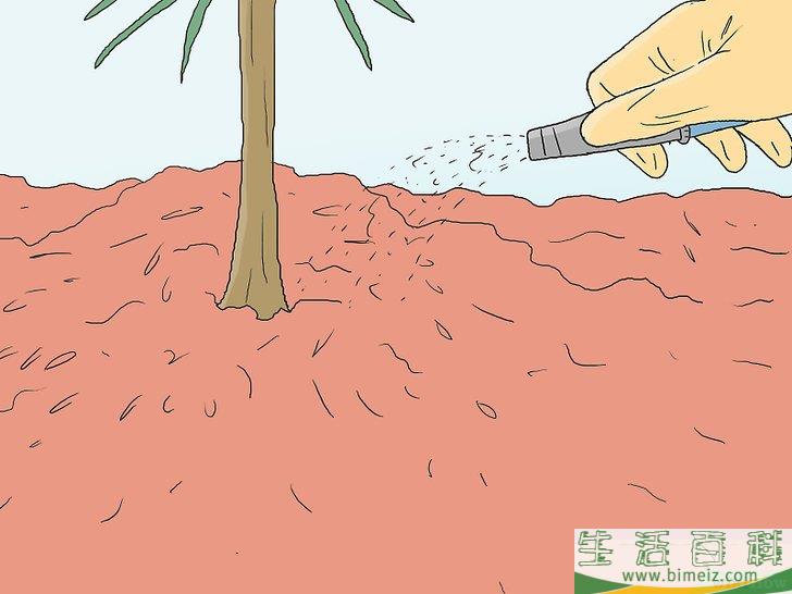 怎么培育松树