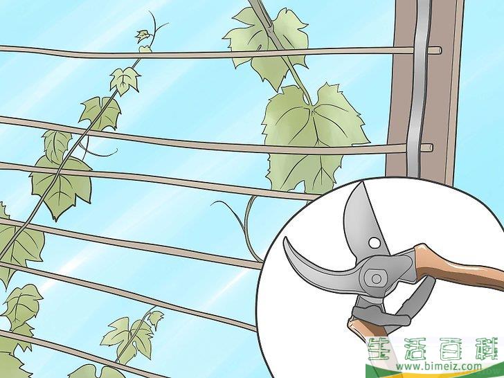 怎么种植葡萄藤
