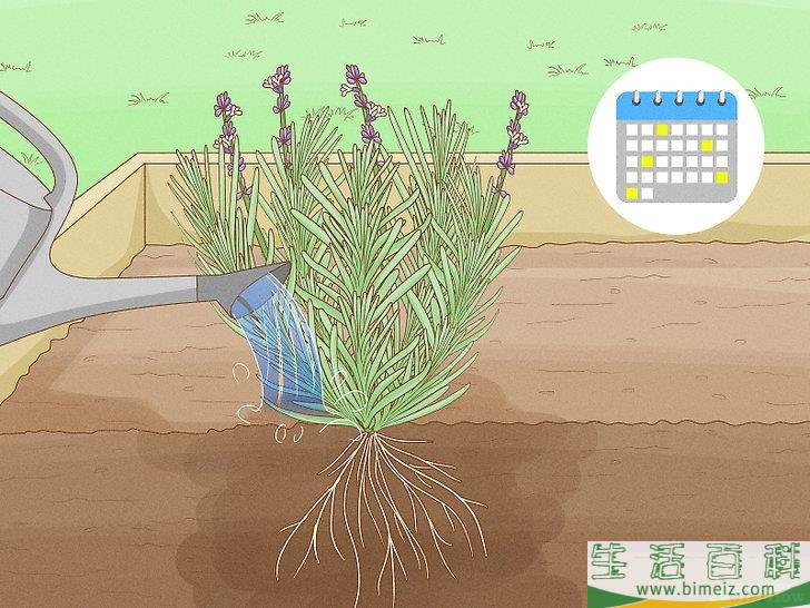 怎么种植薰衣草