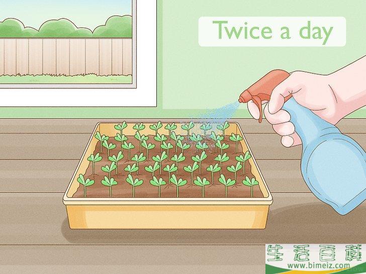 怎么种植幼芽