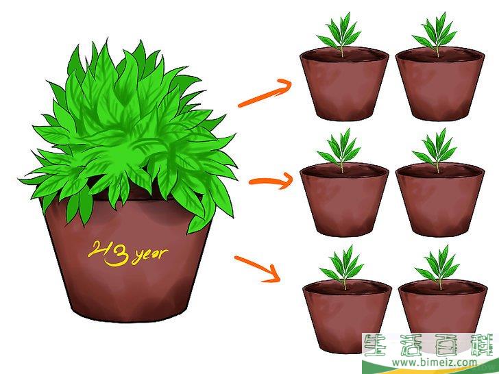 怎么种植薄荷