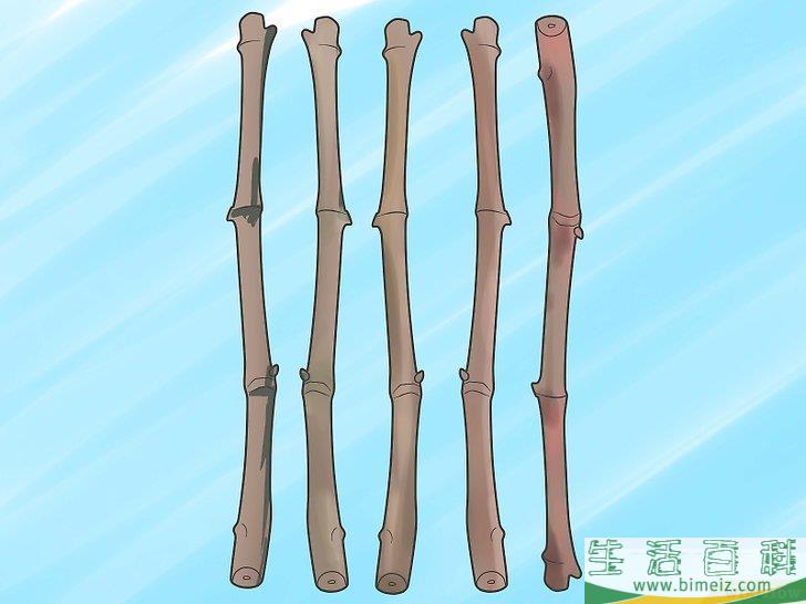 怎么种植葡萄藤