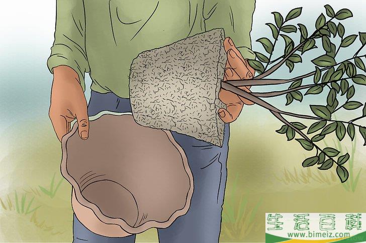 怎么种蓝莓