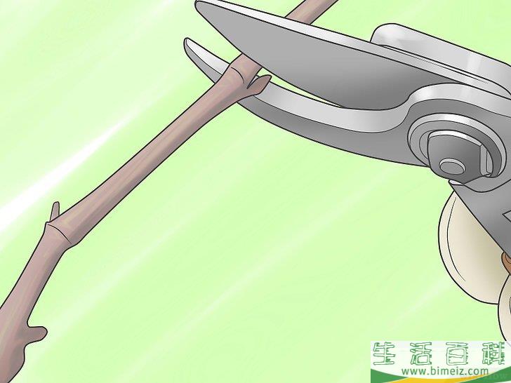 怎么种植葡萄藤