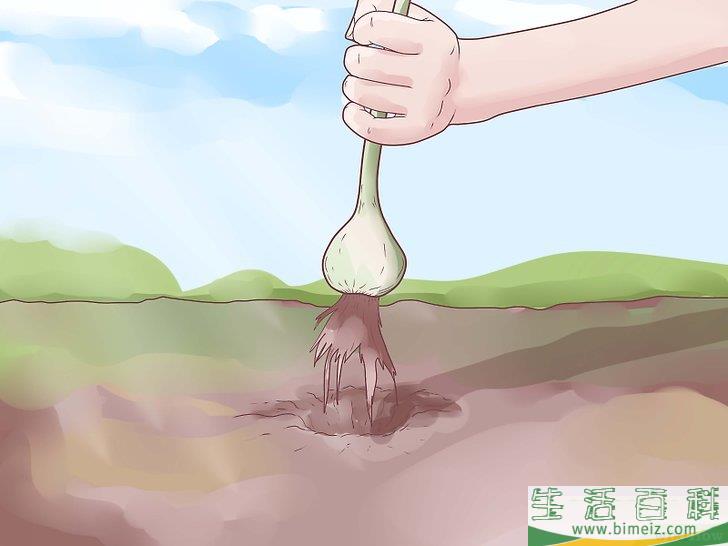 怎么种植大蒜