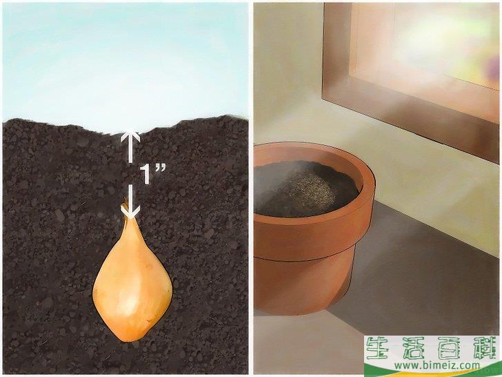 怎么种植大葱