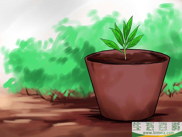 怎么种植薄荷