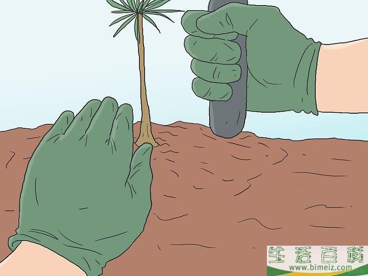 怎么培育松树