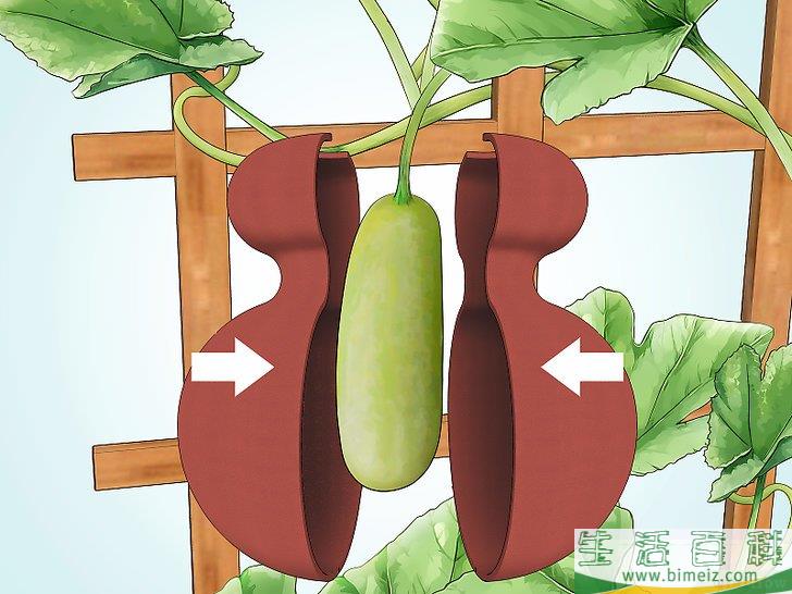 怎么种植葫芦
