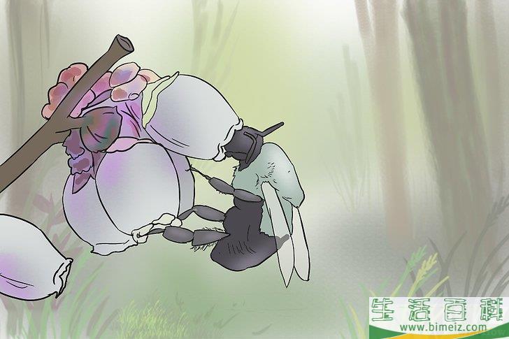 怎么种蓝莓