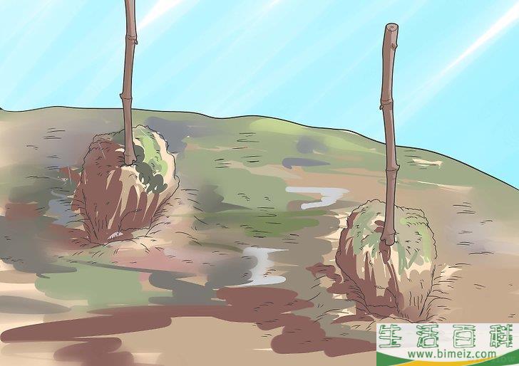 怎么种植葡萄藤