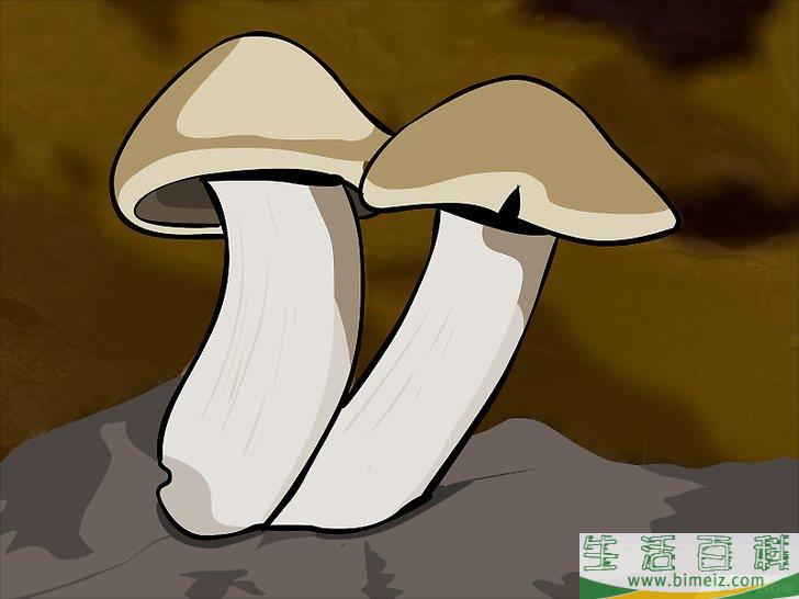 怎么种蘑菇