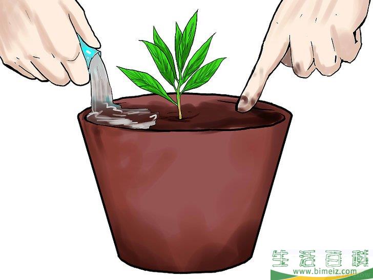 怎么种植薄荷