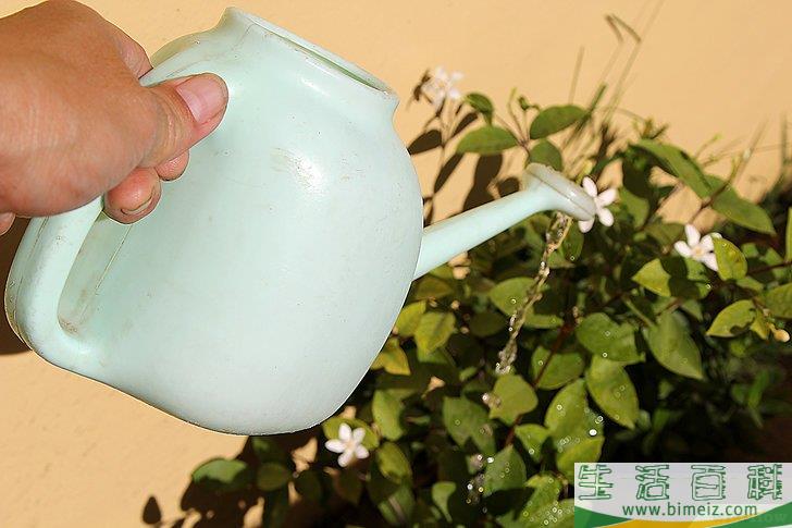 怎么照顾鲜花