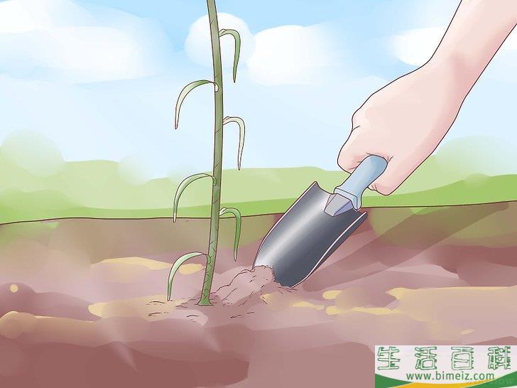 怎么种植大蒜