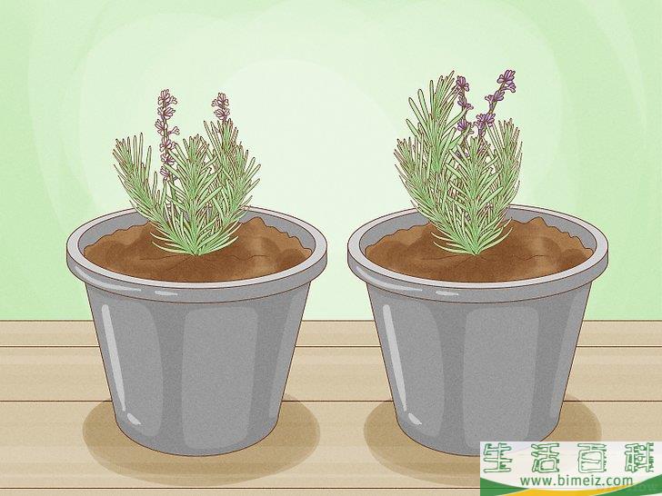怎么种植薰衣草