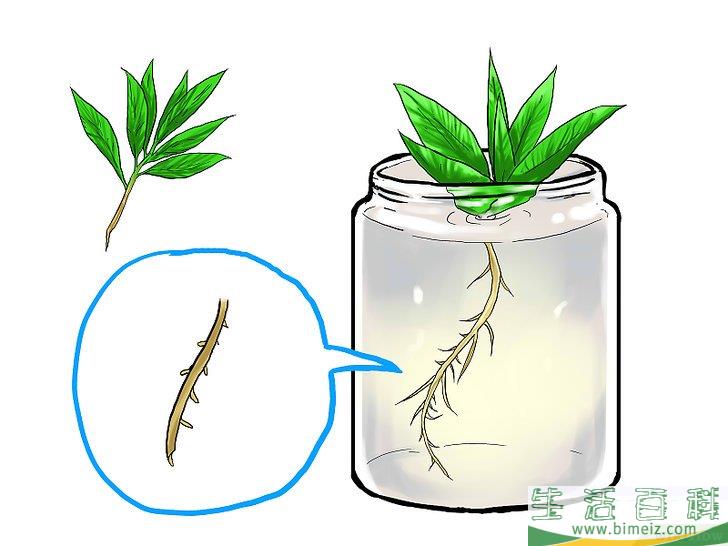 怎么种植薄荷