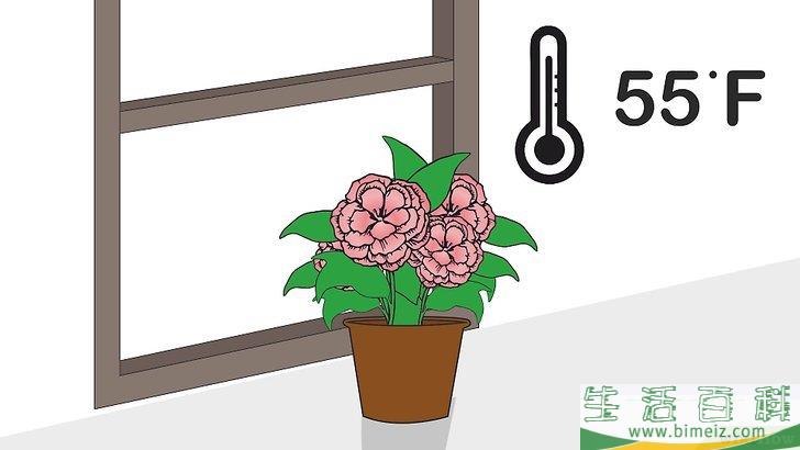 怎么照顾秋海棠