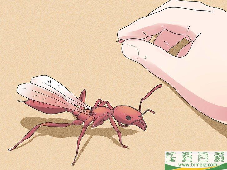 怎么去除蚂蚁