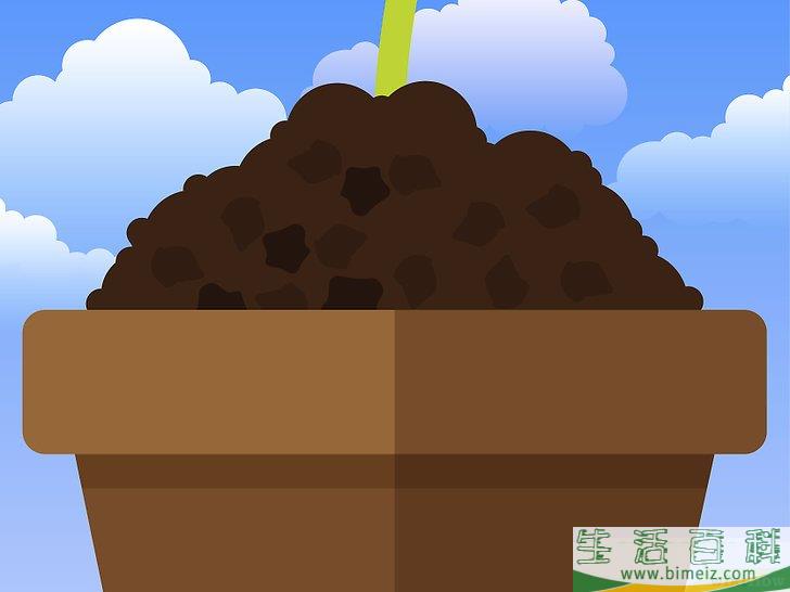 怎么除去室内植物上的霉菌