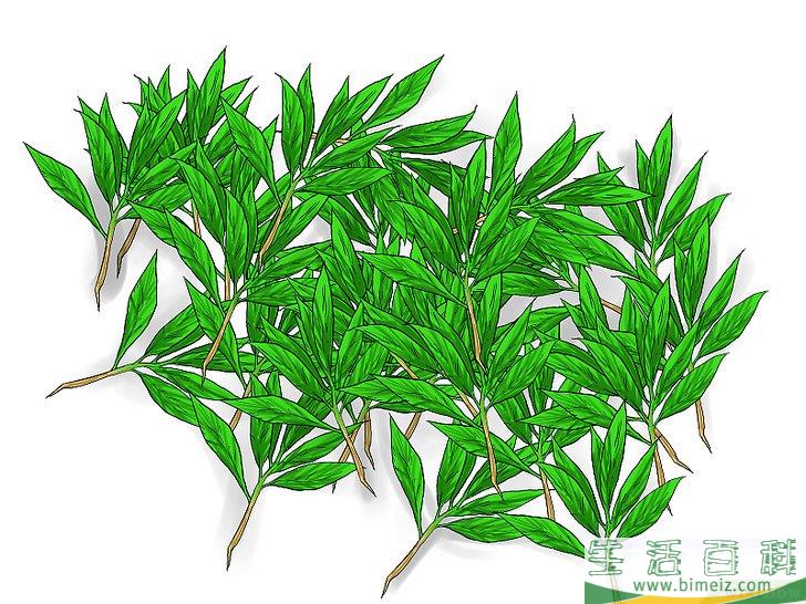 怎么种植薄荷