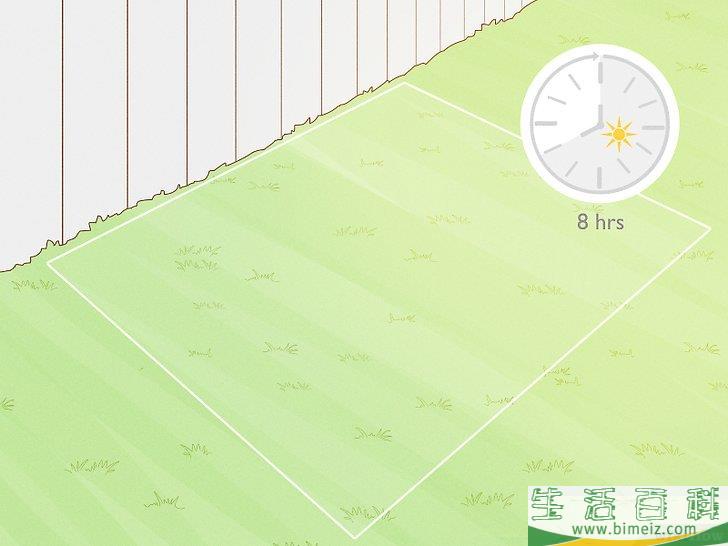 怎么种植薰衣草