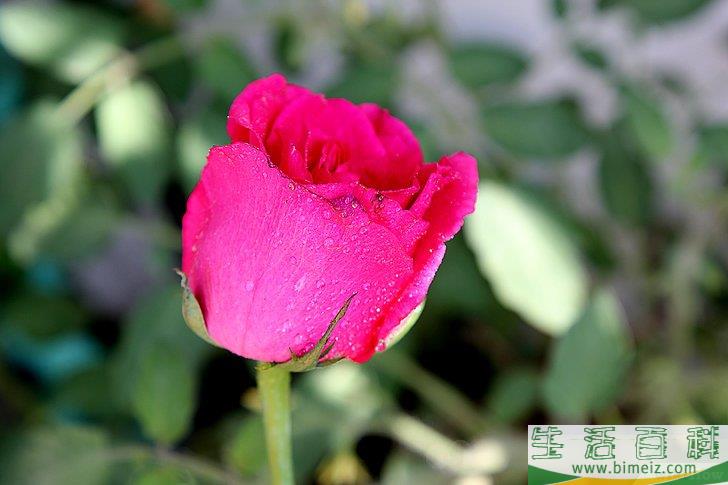 怎么照顾鲜花