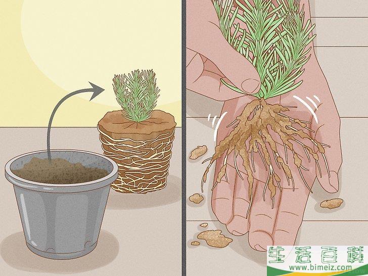 怎么种植薰衣草