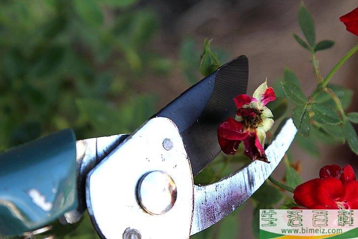 怎么照顾鲜花