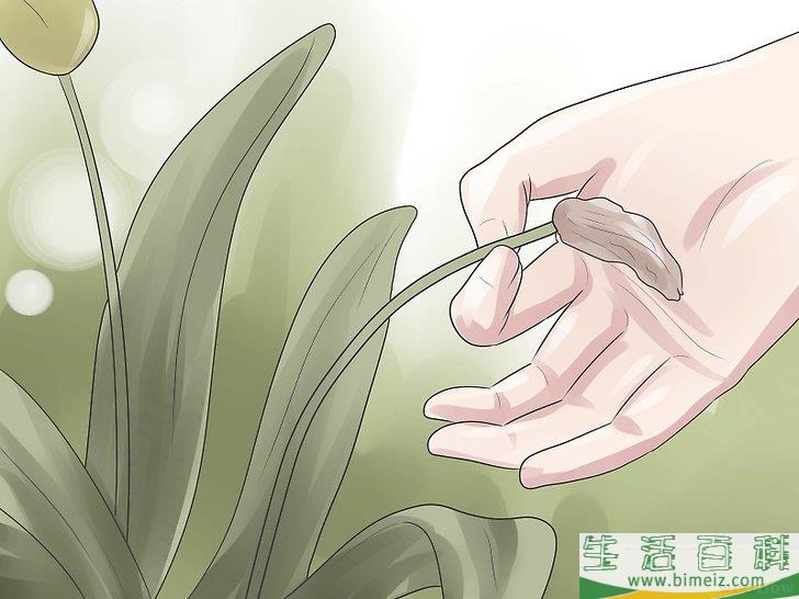 怎么种郁金香