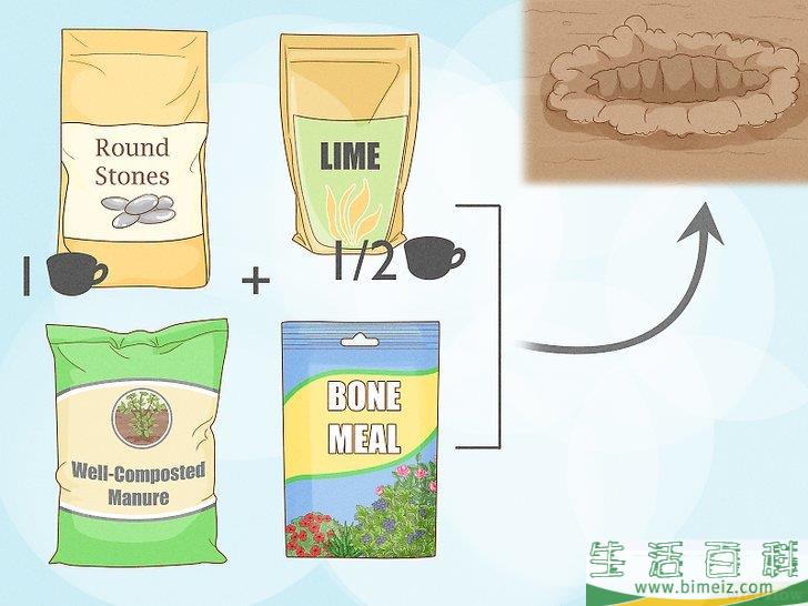 怎么种植薰衣草