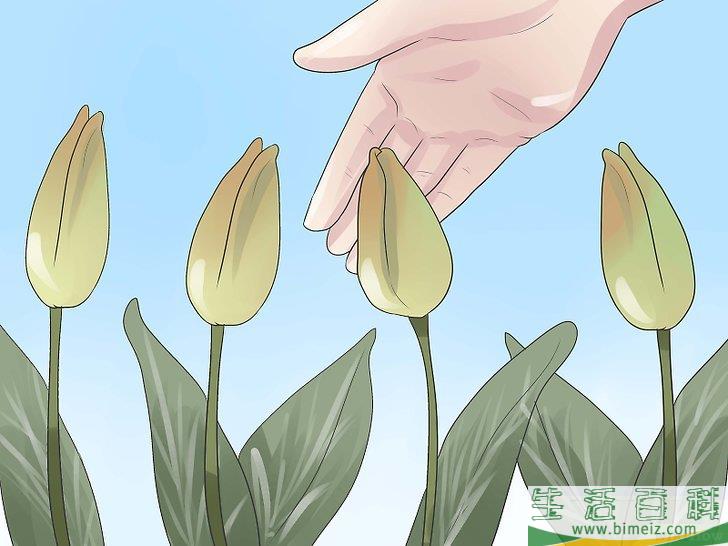 怎么种郁金香