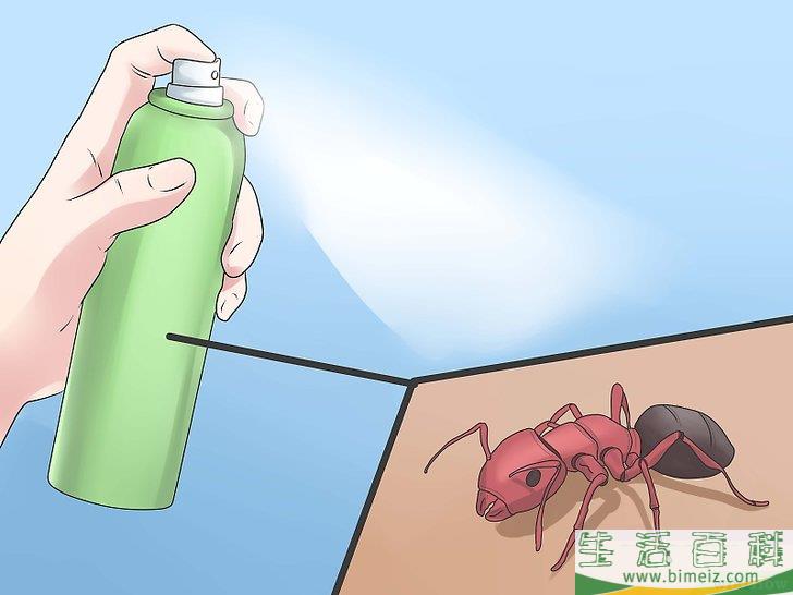 怎么去除蚂蚁