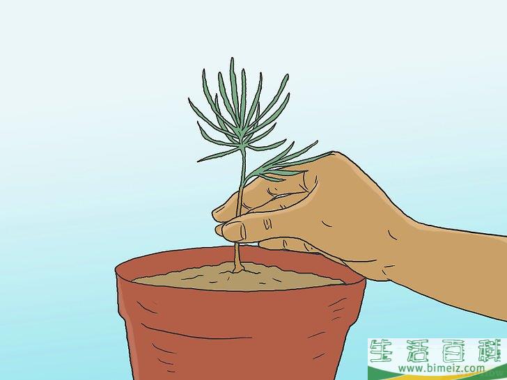 怎么培育松树
