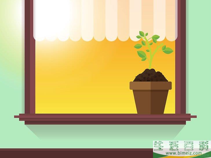 怎么除去室内植物上的霉菌