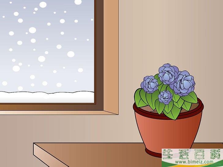 怎么种植秋海棠