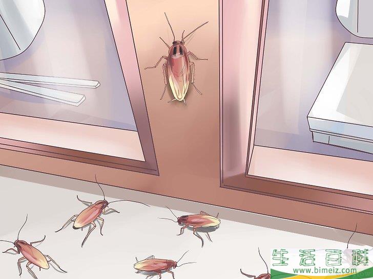 怎么辨别蟑螂的种类