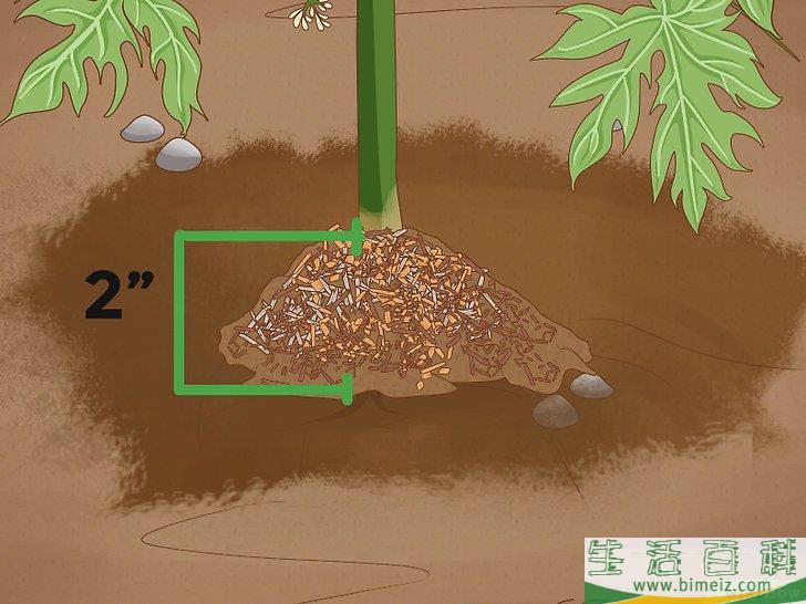 怎么种木瓜